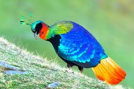 Himalayan Monal