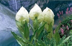 Brahma Kamal